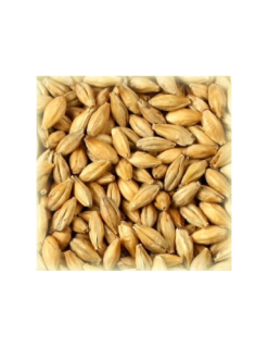 Malt Acide Château 6-12 EBC – Correcteur de pH pour Brassage de Bière