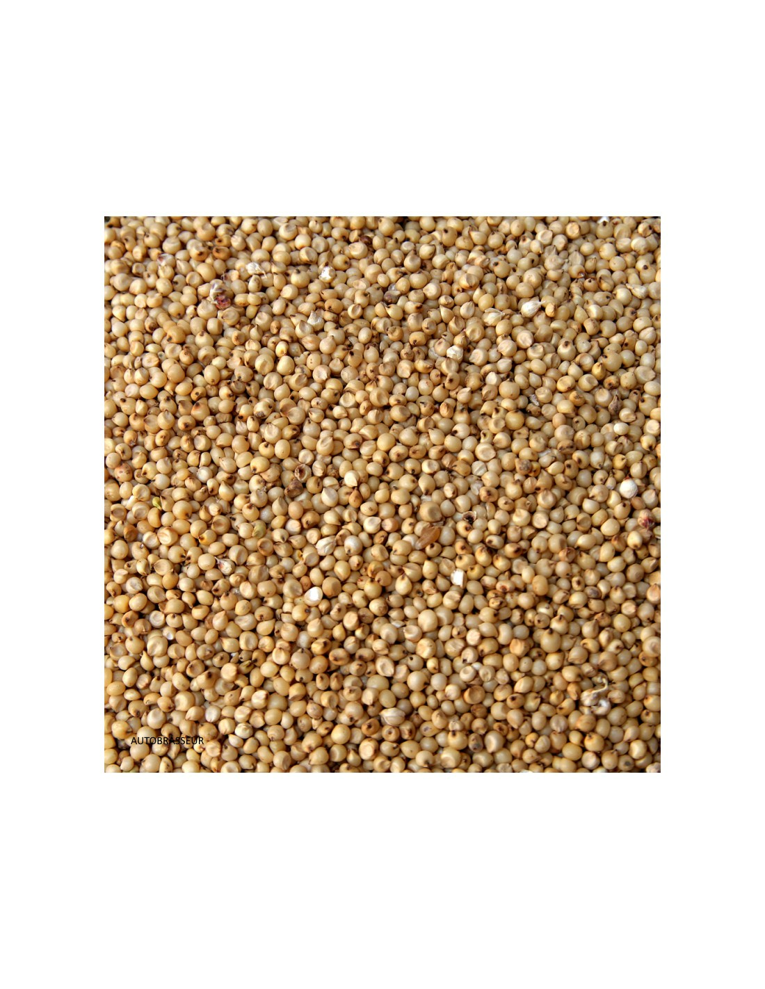 Sorgho Blanc (Dari) Naturel - Grain Entier Sans Gluten Super-aliment 1 Sorgho Blanc (Dari) Naturel - Grain Entier Sans Gluten Super-aliment